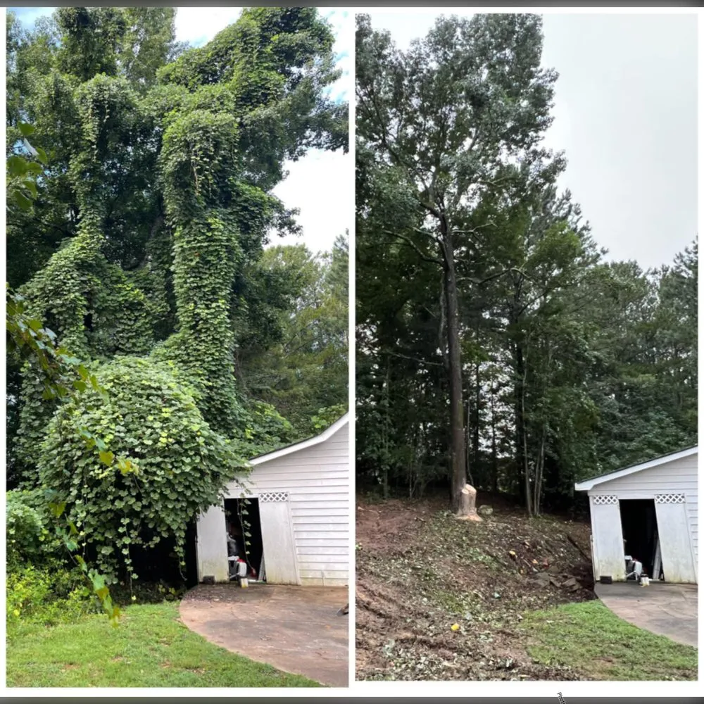 Local yard maintenance for residential properties across Senoia, GA - Lombera Tree Service