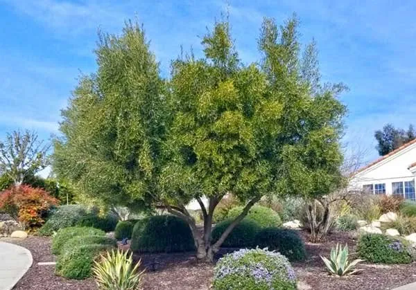 Affordable lawn care service in Paso Robles, CA - Lomeli Landscapes