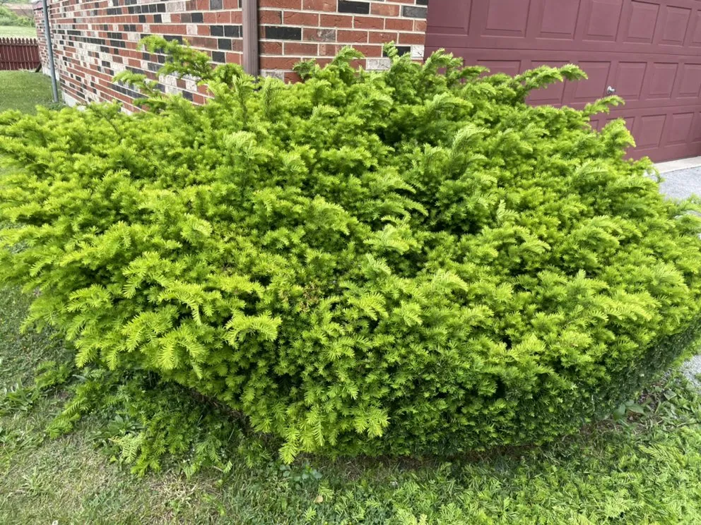 Affordable landscape installation for homes in Chicago, IL by Lon Mowing yard care and Maintenance