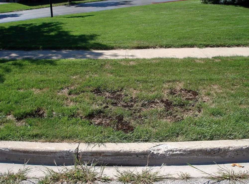 Top-rated lawn care service in Fort Myers, FL - Lona Lawn Care