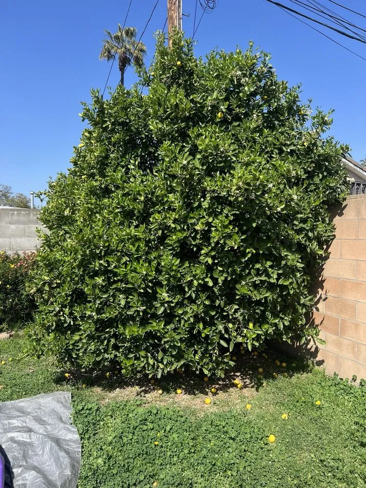 Trusted garden landscaping experts serving Gardena, CA - Lona's Gardening Service