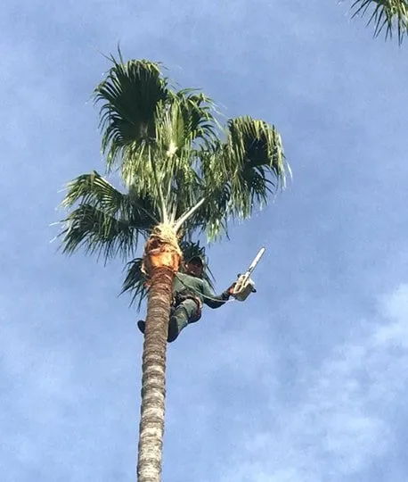 Local landscape design experts serving Compton, CA - Lona's Landscaping