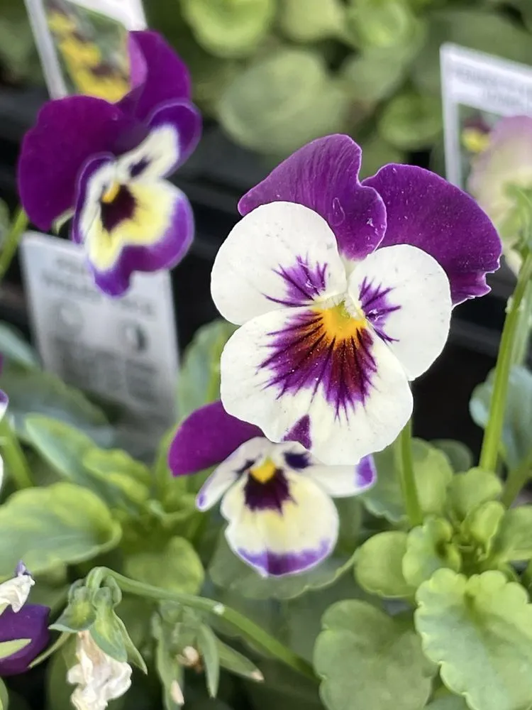 Top-rated yard maintenance in Virginia Beach, VA - London Bridge Greenhouses & Nursery