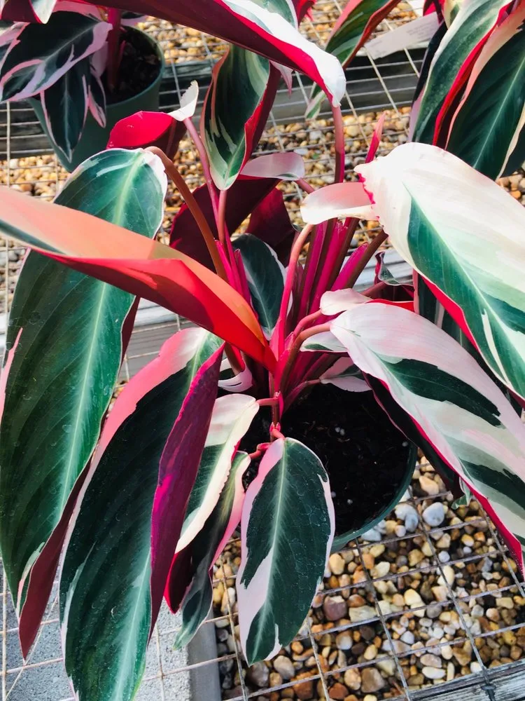 Affordable yard maintenance in Virginia Beach, VA - London Bridge Greenhouses & Nursery