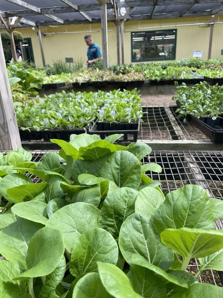 Custom outdoor landscaping experts serving Virginia Beach, VA - London Bridge Greenhouses & Nursery