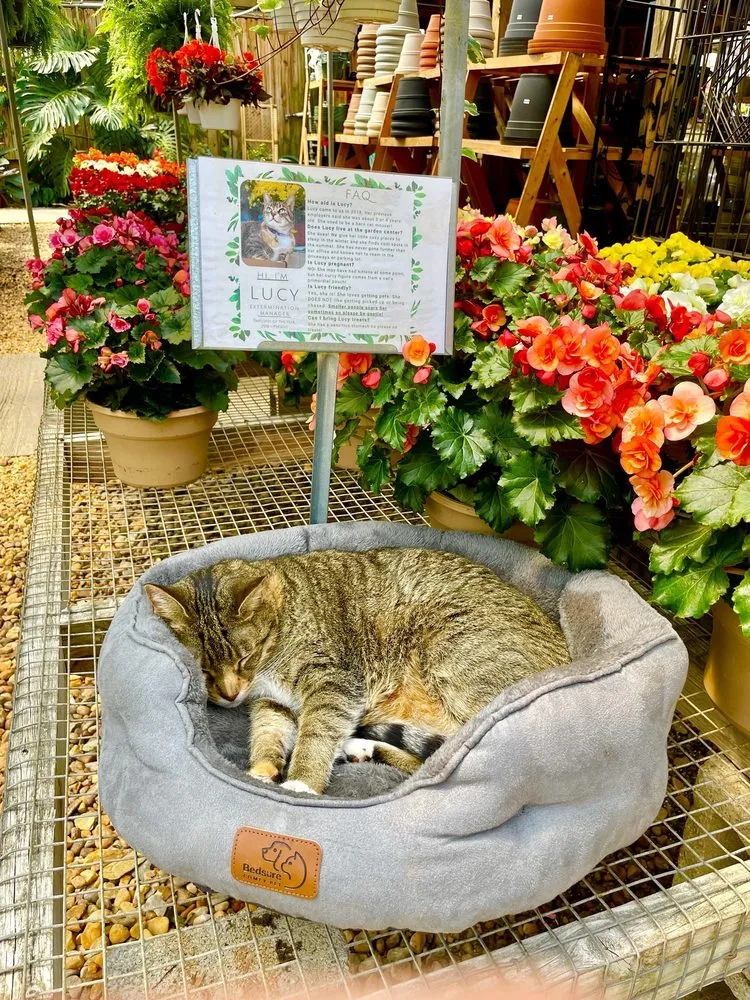 Top-rated lawn care service in Virginia Beach, VA - London Bridge Greenhouses & Nursery