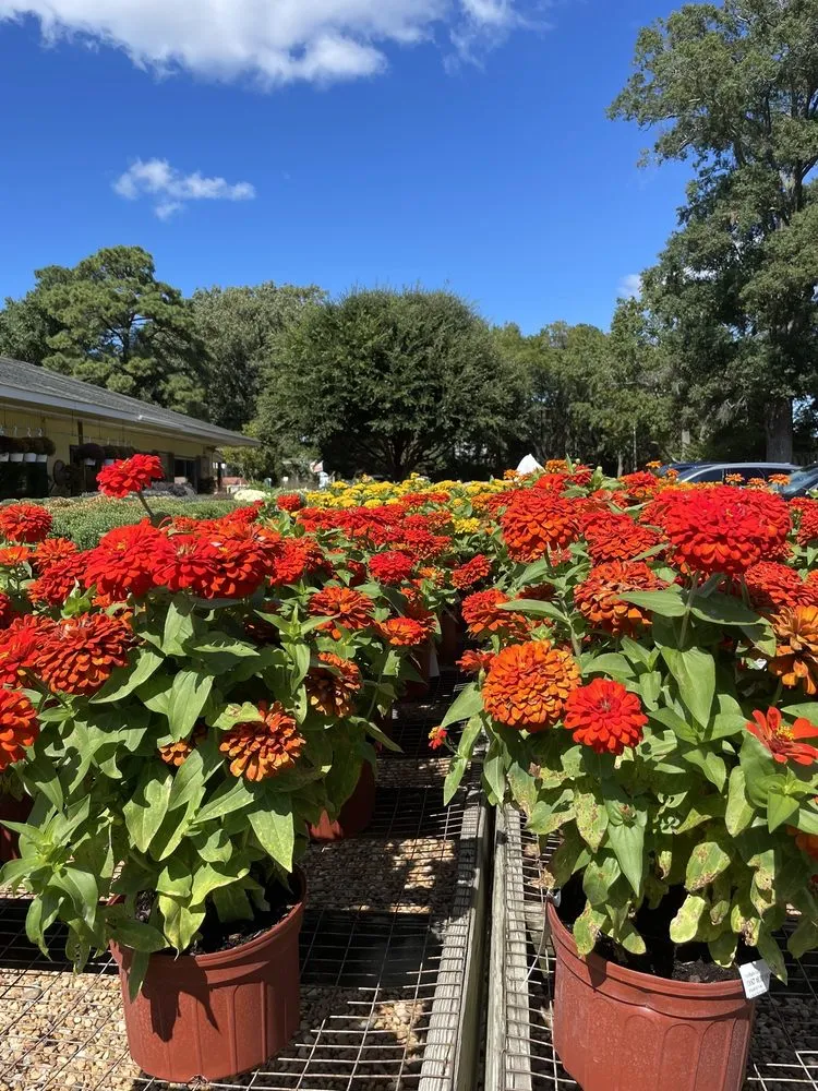 Local yard maintenance for year-round maintenance across Virginia Beach, VA - London Bridge Greenhouses & Nursery