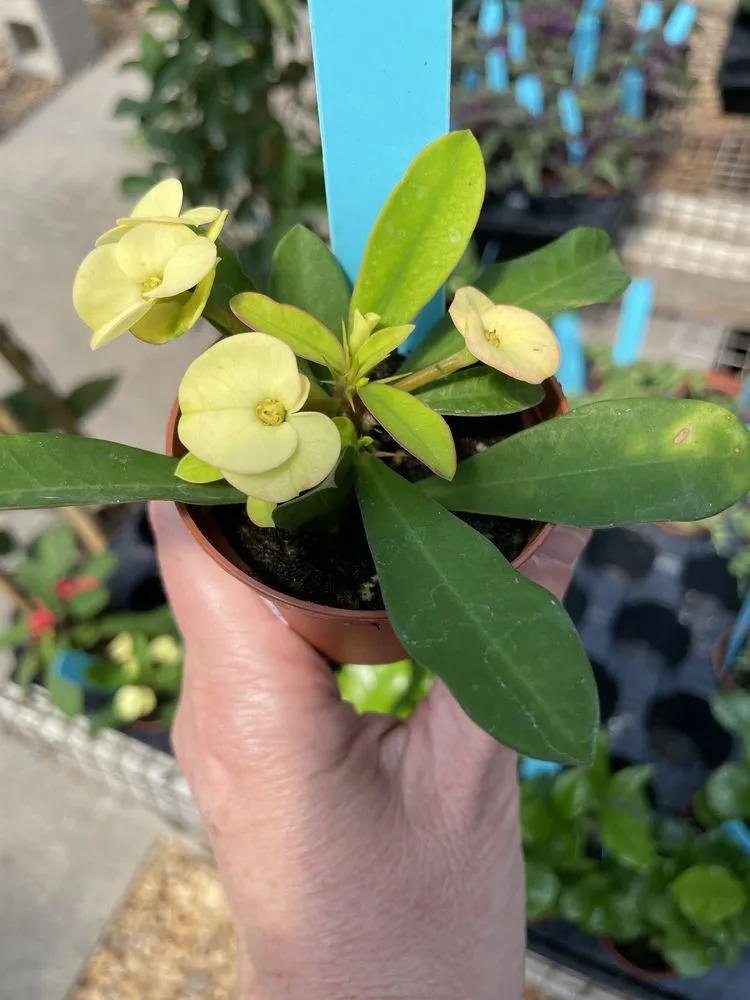 Trusted landscape design experts serving Virginia Beach, VA - London Bridge Greenhouses & Nursery