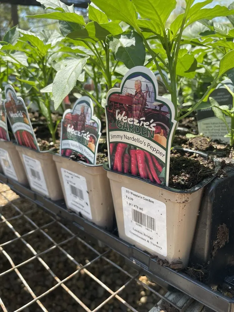 Custom yard cleanup service experts serving Virginia Beach, VA - London Bridge Greenhouses & Nursery