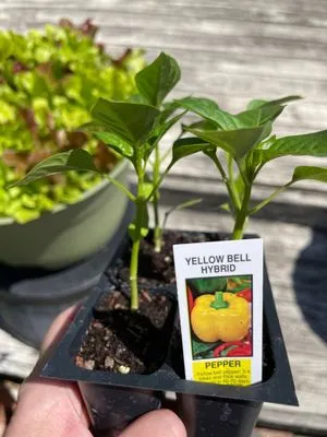 London Bridge Greenhouses & Nursery Logo