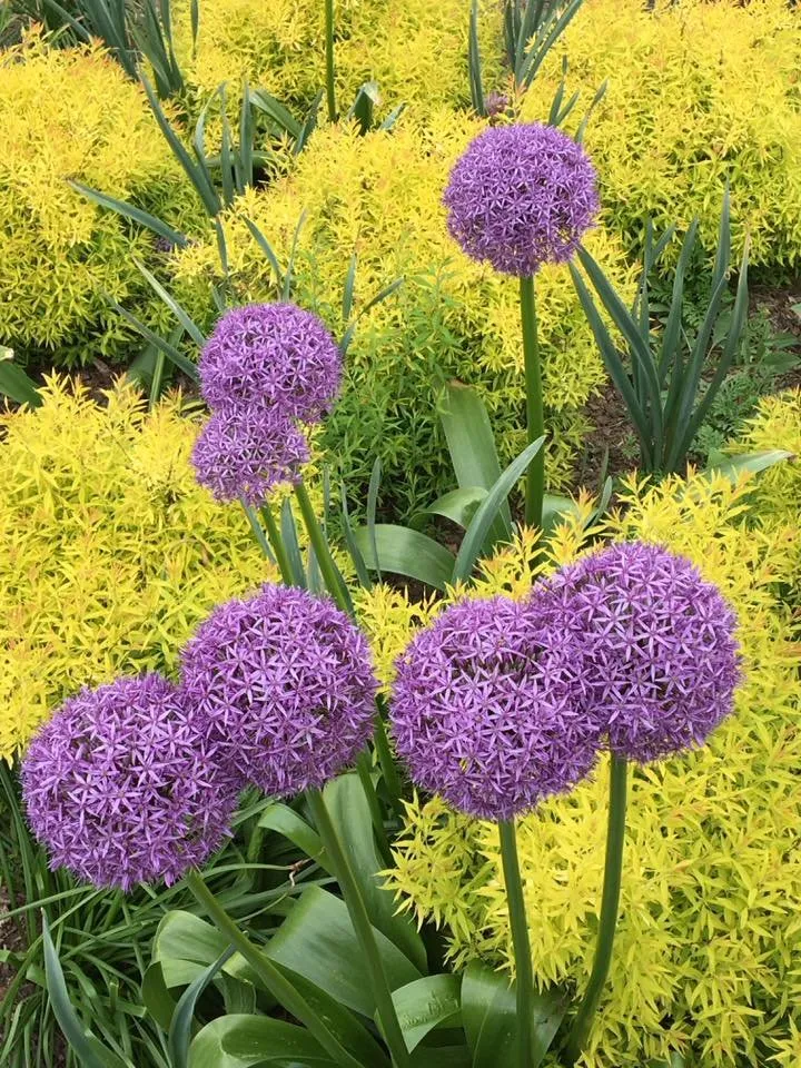 Expert landscaping services for residential properties in Bethesda, MD by London Landscapes