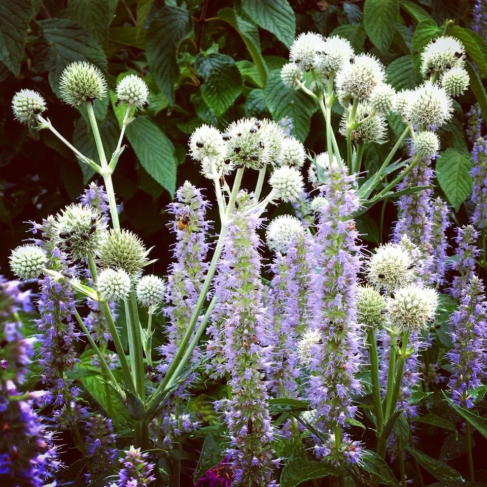 Local landscape design in Bethesda, MD - London Landscapes