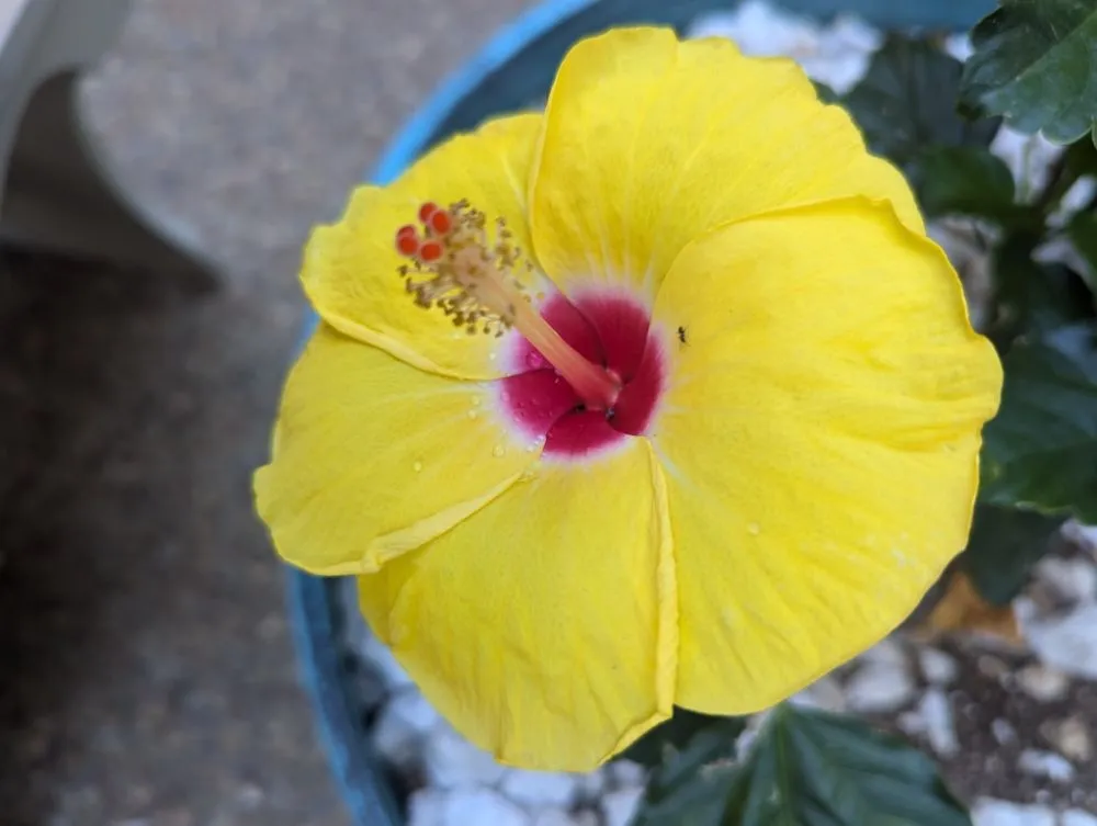 Professional lawn care service experts serving Redding, CA - Londono Lawncare