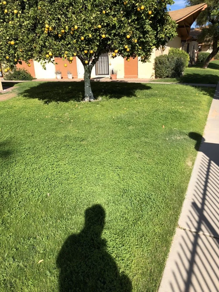 Expert yard cleanup service in Phoenix, AZ - Lone Mountain Landscaping