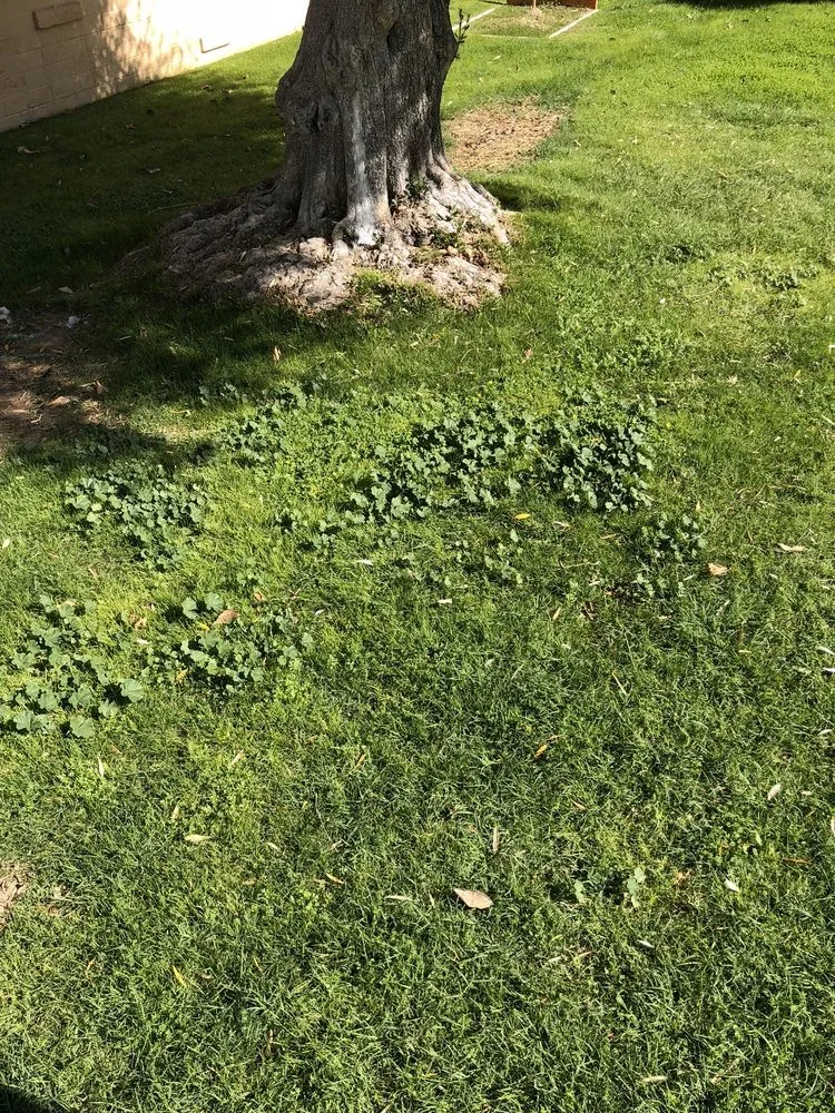 Affordable lawn mowing service in Phoenix, AZ - Lone Mountain Landscaping