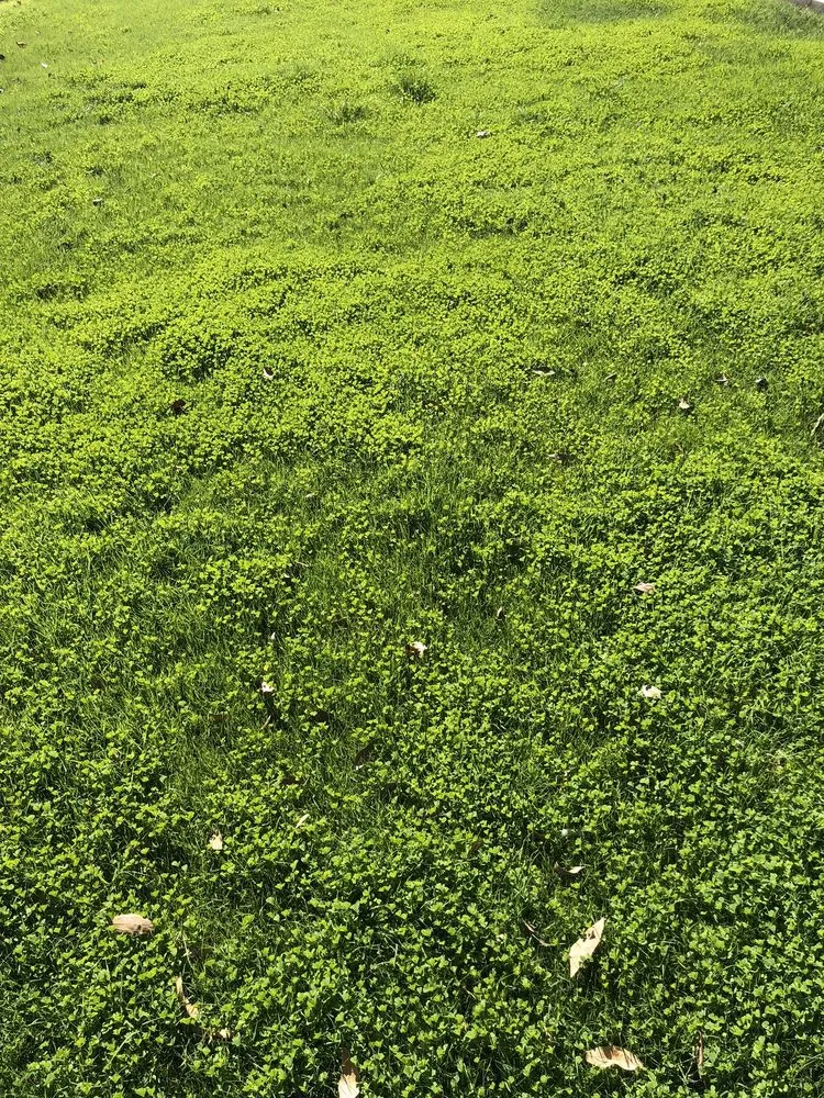 Custom landscaping services experts serving Phoenix, AZ - Lone Mountain Landscaping