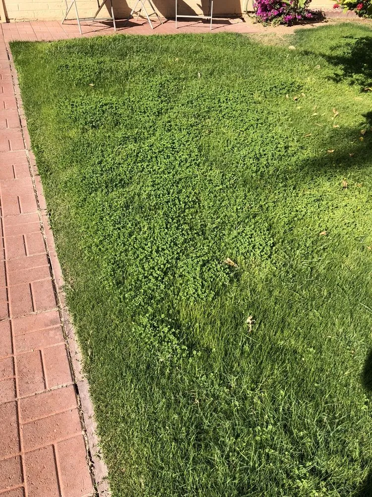 Affordable yard maintenance in Phoenix, AZ - Lone Mountain Landscaping