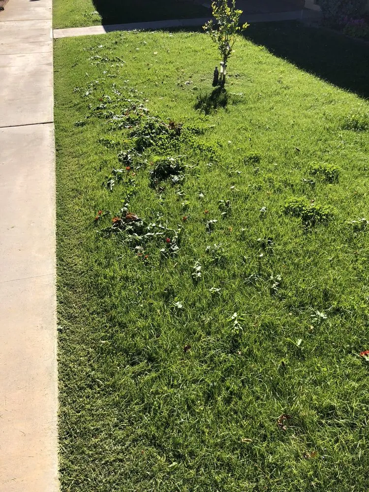 Trusted landscape installation experts serving Phoenix, AZ - Lone Mountain Landscaping