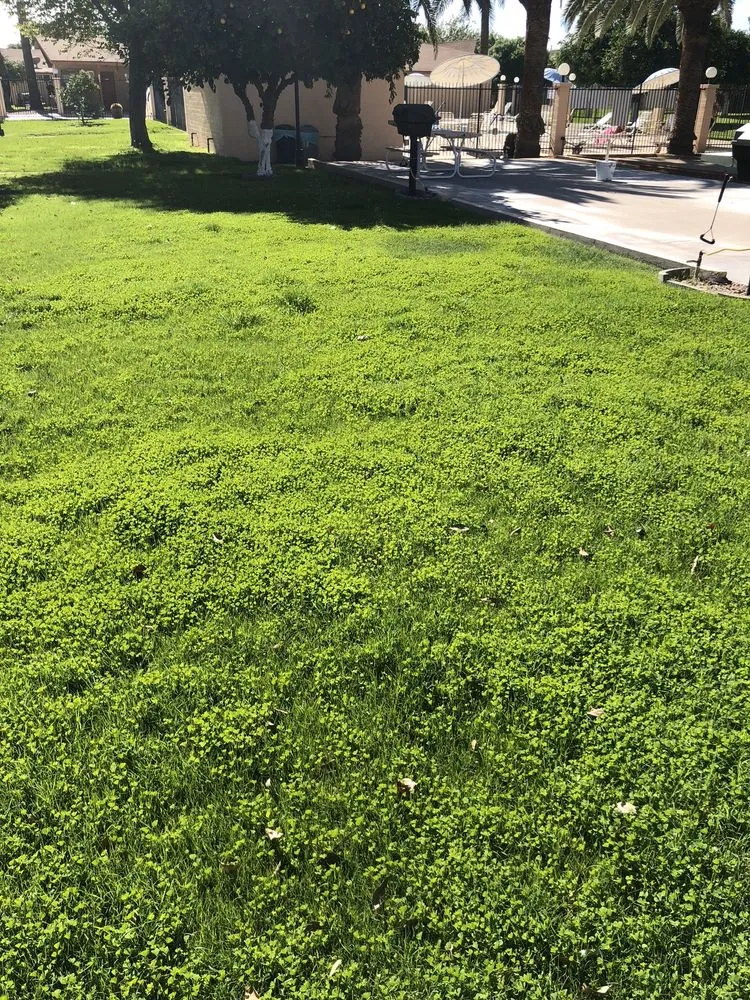 Affordable garden landscaping for outdoor upgrades across Phoenix, AZ - Lone Mountain Landscaping