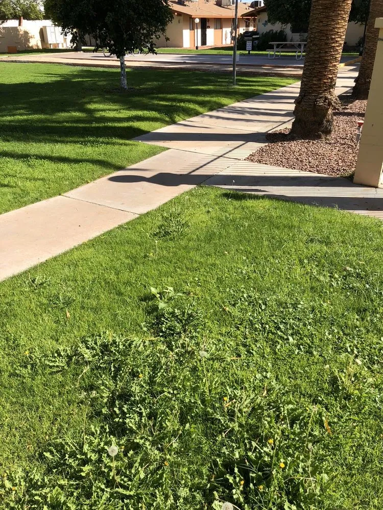 Professional outdoor landscaping experts serving Phoenix, AZ - Lone Mountain Landscaping