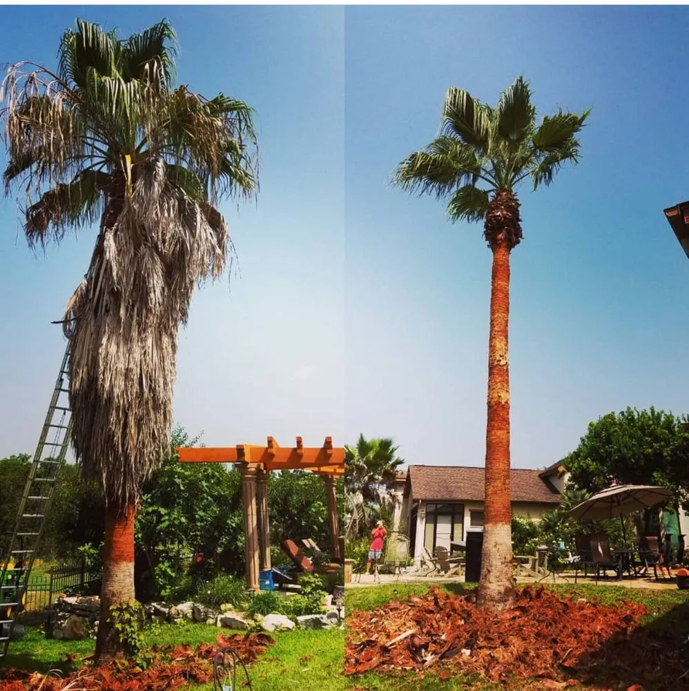 Trusted landscaping services in New Braunfels, TX by Lone Oak Tree Care