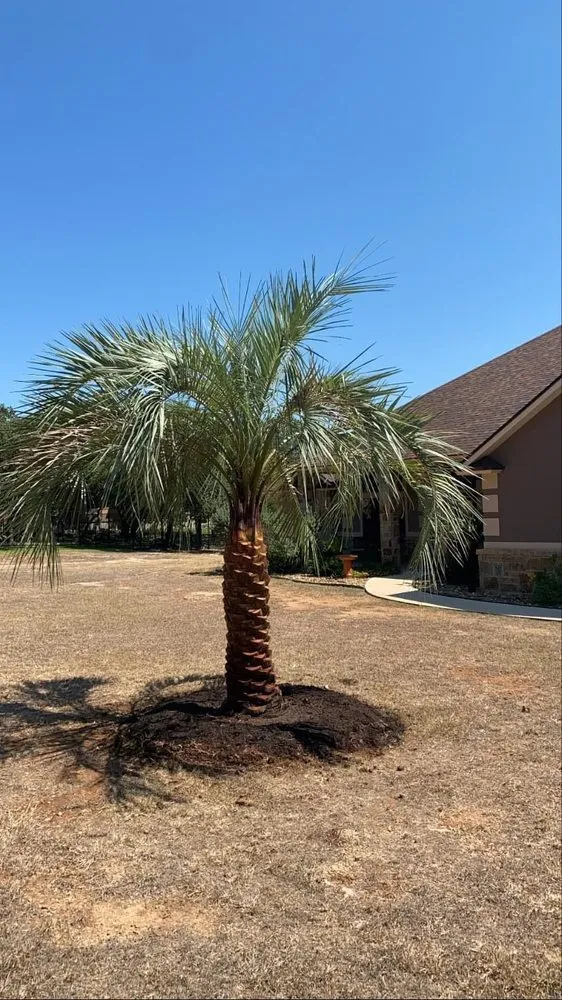 Trusted landscaping services for year-round maintenance in New Braunfels, TX by Lone Oak Tree Care
