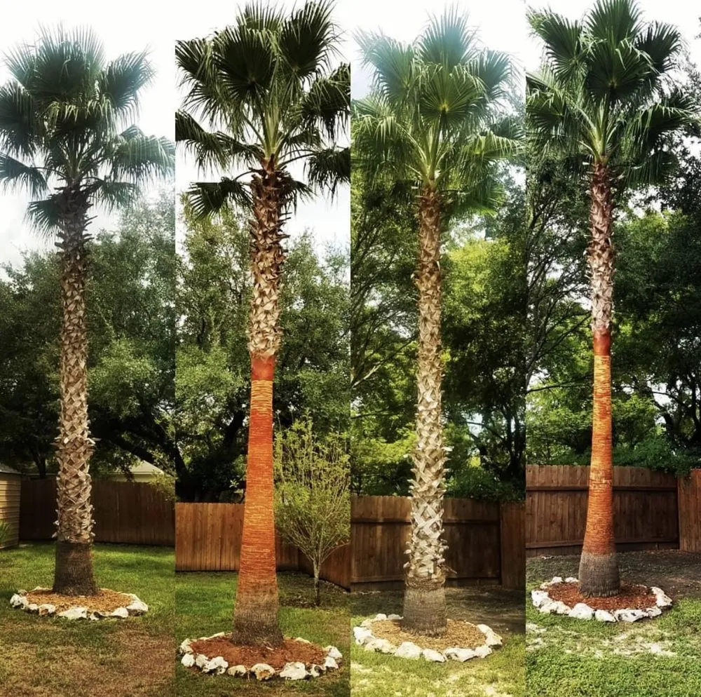 Professional lawn mowing service for residential properties in New Braunfels, TX by Lone Oak Tree Care