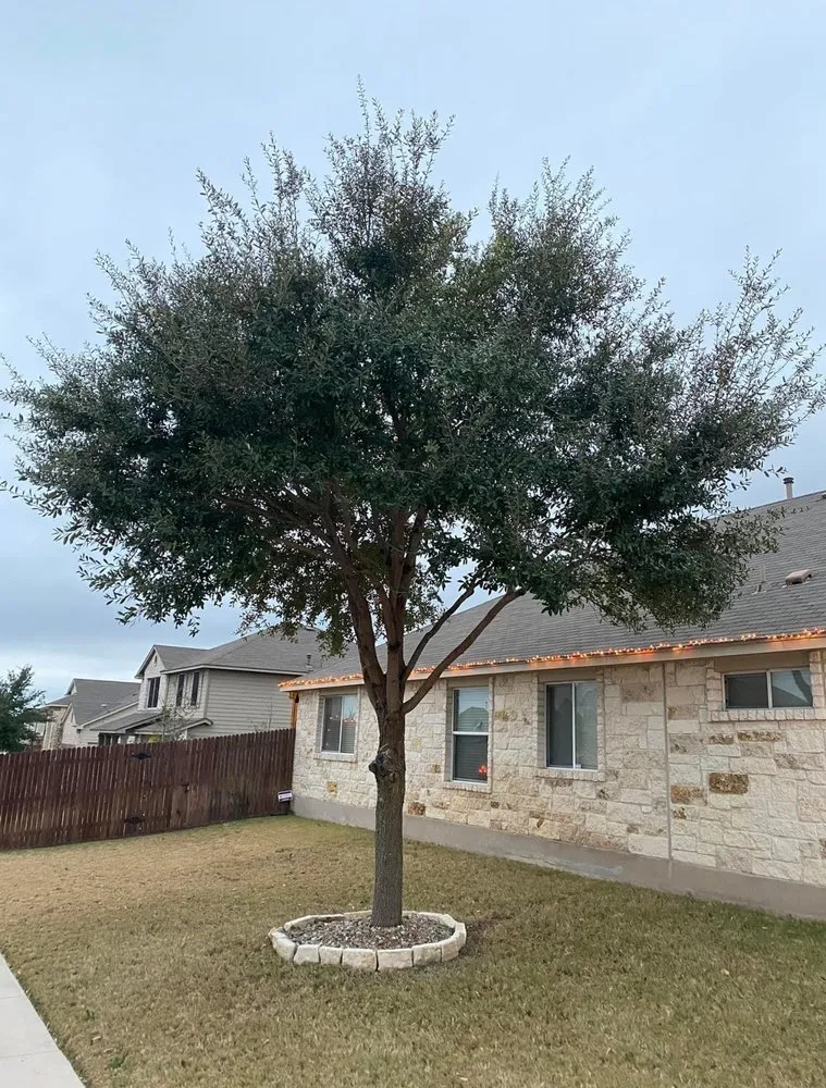 Reliable residential landscaping in New Braunfels, TX by Lone Oak Tree Care