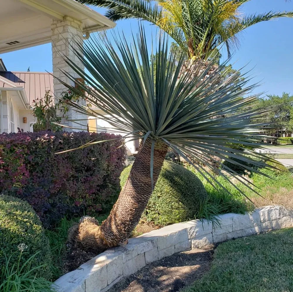 Reliable landscape design in New Braunfels, TX by Lone Oak Tree Care