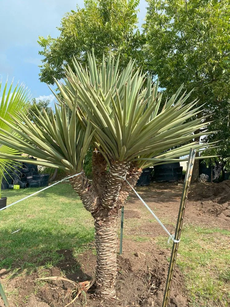 Affordable yard maintenance for homes across New Braunfels, TX - Lone Oak Tree Care