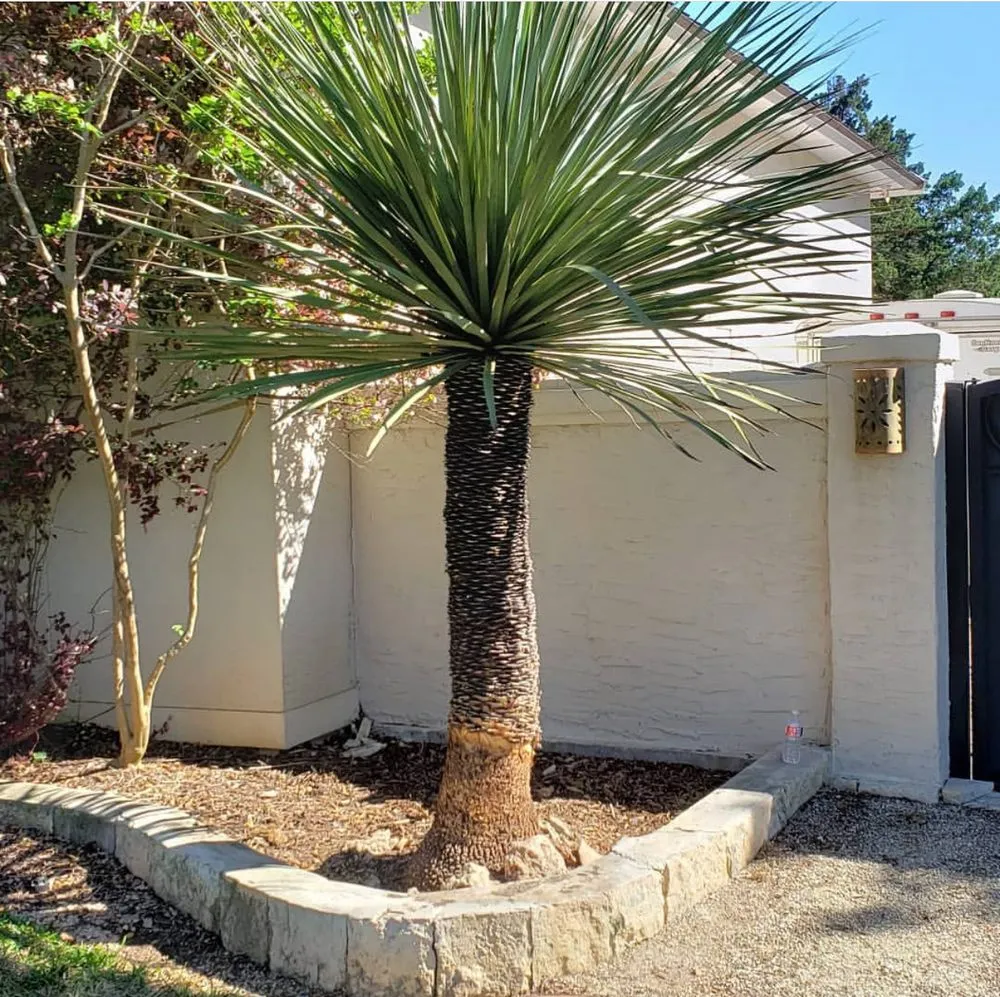 Affordable landscaping services in New Braunfels, TX by Lone Oak Tree Care