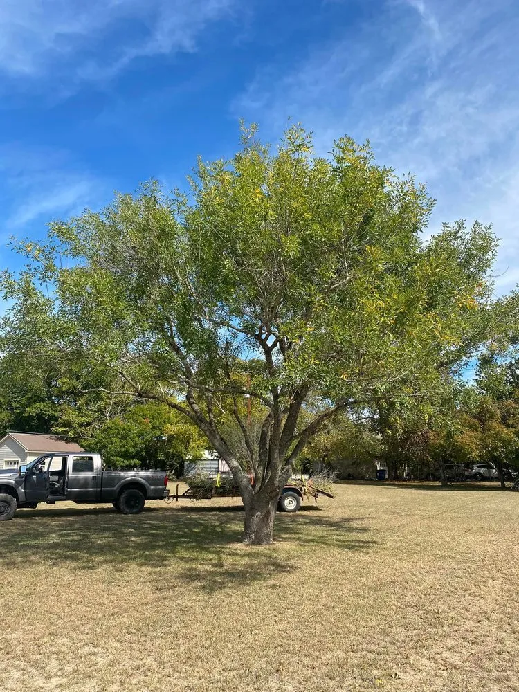 Affordable landscape installation experts serving New Braunfels, TX - Lone Oak Tree Care