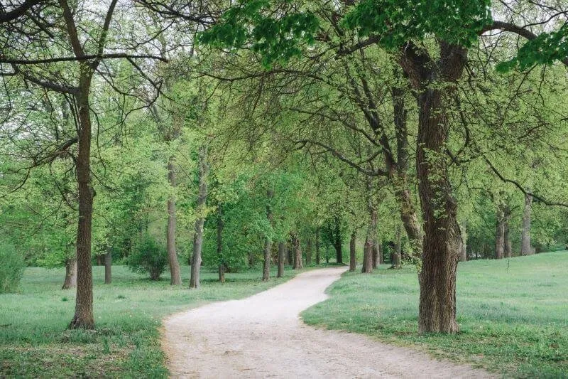 Professional landscaping services near you in Rockdale, TX by Lone Star Land and Home Services