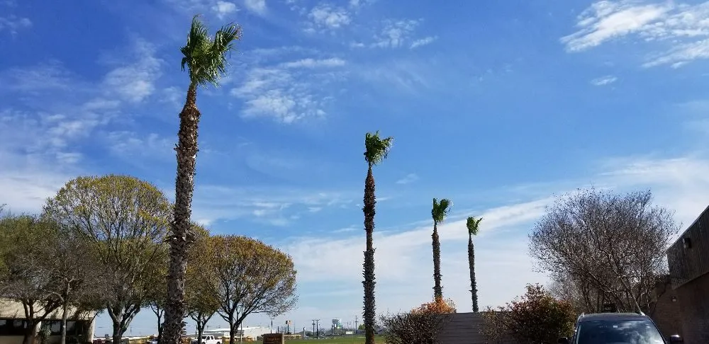 Trusted landscape design in San Antonio, TX - Lone Star Landscaping and Tree Service