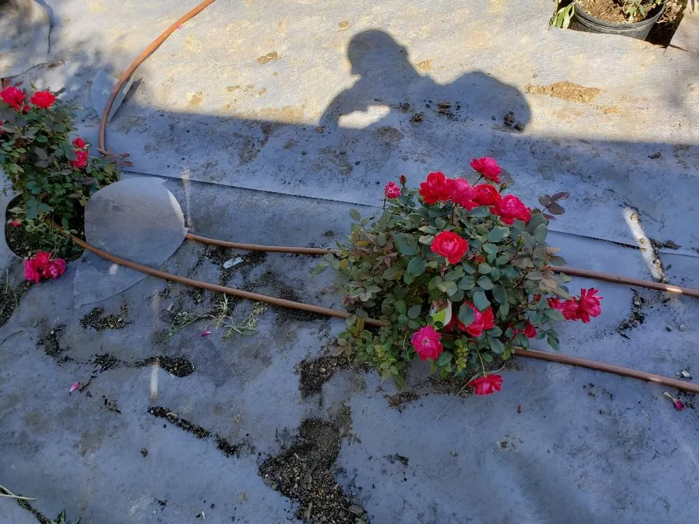 Affordable landscaping services experts serving San Antonio, TX - Lone Star Landscaping and Tree Service