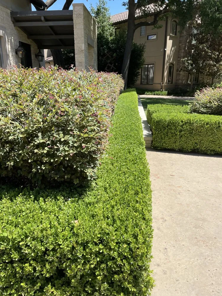 Professional lawn care service for year-round maintenance in McKinney, TX by Lone Star Lawn