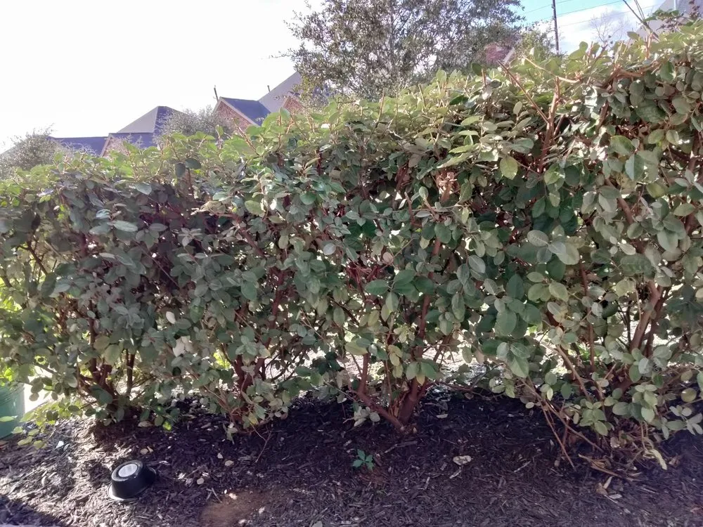 Top-rated lawn mowing service for year-round maintenance in Rosenberg, TX by Lone Star Lawn Services