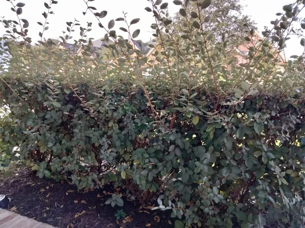 Reliable lawn care service in Rosenberg, TX by Lone Star Lawn Services