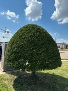 Affordable landscape installation in Arlington, TX - Lone Star Lawns