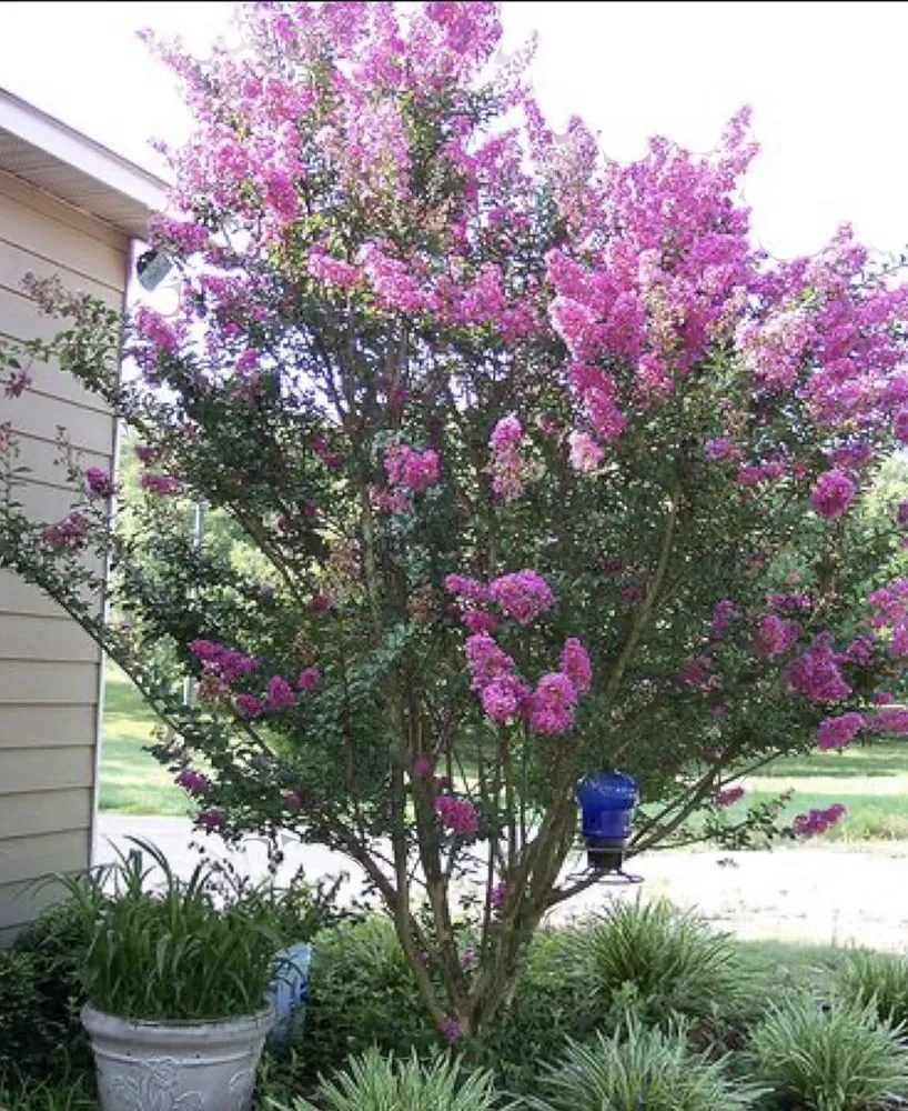 Affordable lawn mowing service in Brenham, TX - Lone Star Shredding Plus