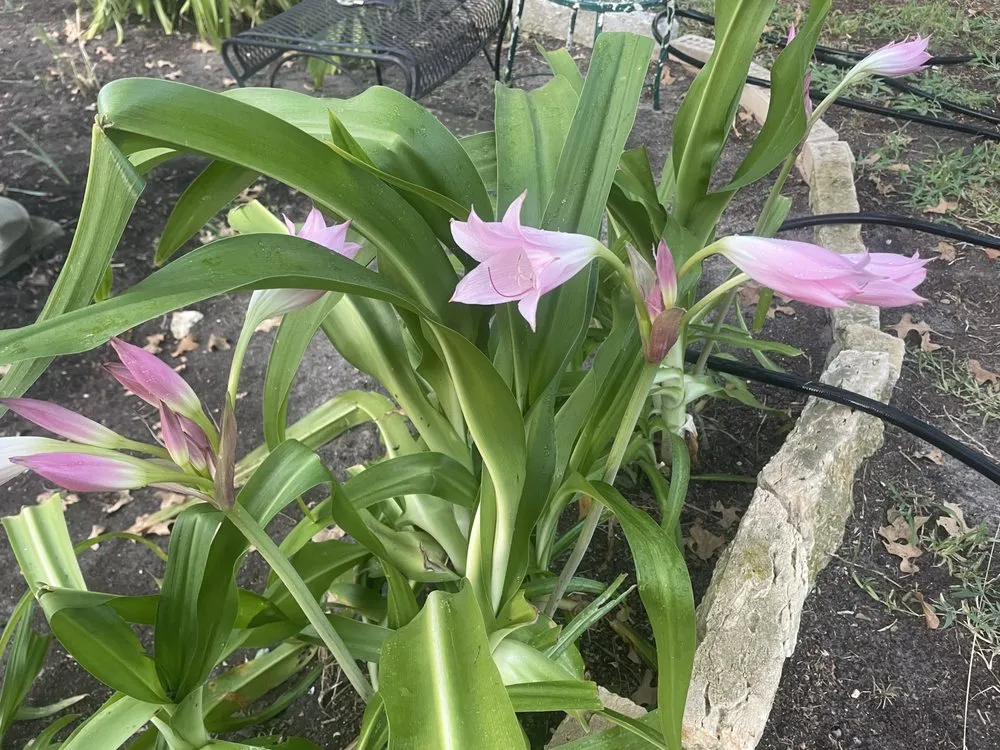 Custom lawn care service near you in Brenham, TX by Lone Star Shredding Plus