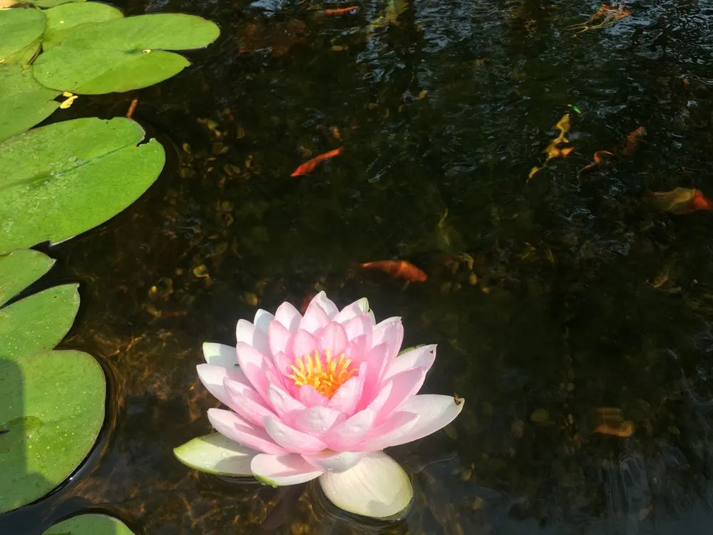 Reliable lawn care service for beautiful yards in Selma, TX by Lone Star Waterscapes