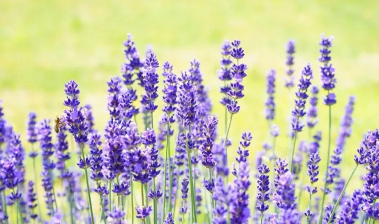 Local landscape design for homes across Canton, TX - Lone Stars and Stripes Landscaping