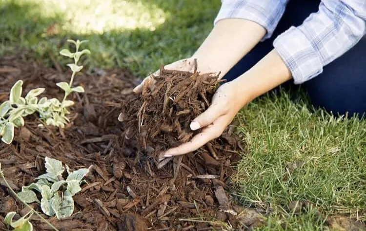 Affordable landscape design experts serving Canton, TX - Lone Stars and Stripes Landscaping