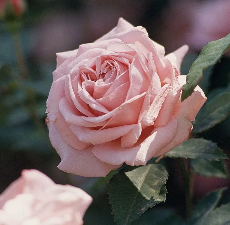 Professional landscape installation in Canton, TX - Lone Stars and Stripes Landscaping