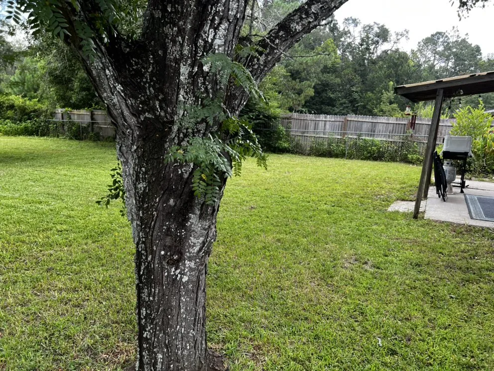 Professional lawn mowing service for residential properties in Live Oak, FL by Lonewolf Landscaping