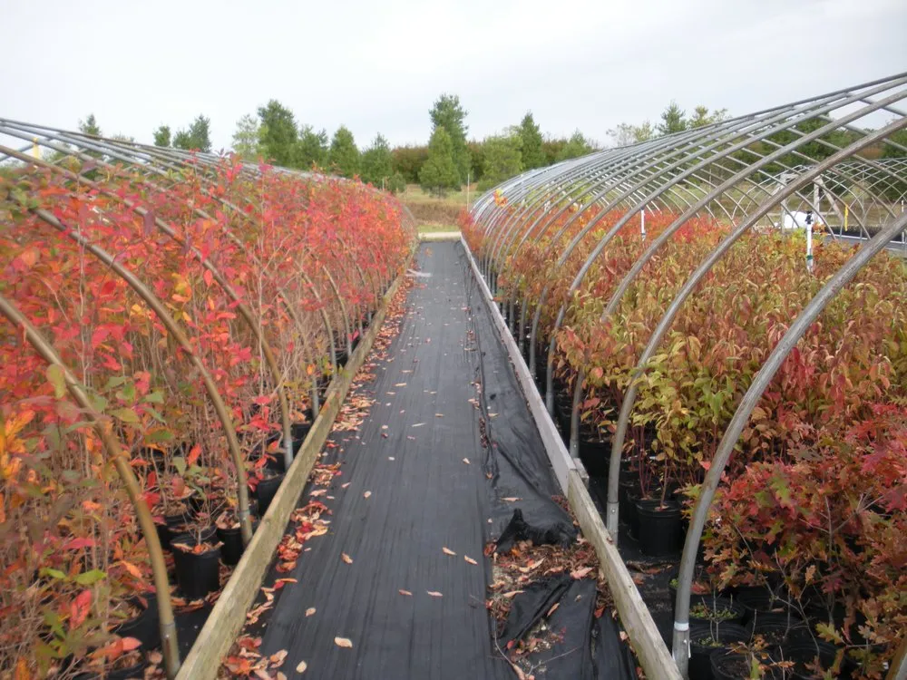 Trusted yard cleanup service experts serving Eastport, NY - Long Island Natives