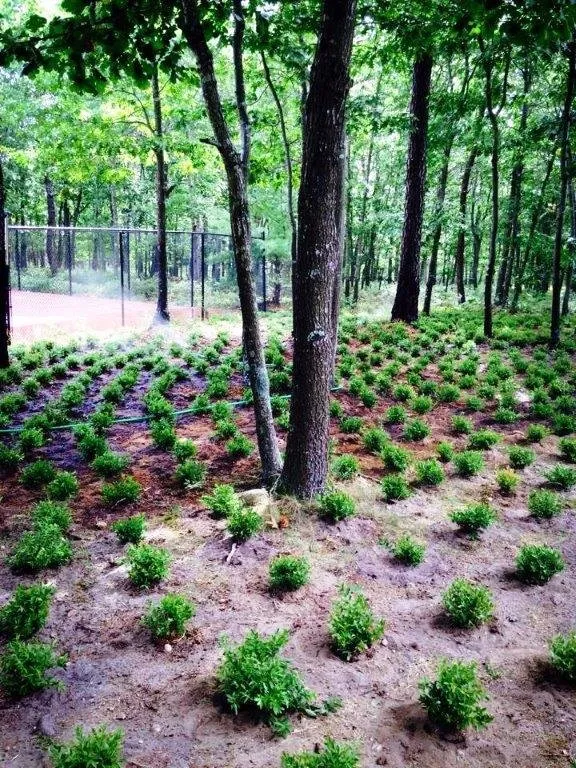 Top-rated yard cleanup service experts serving Eastport, NY - Long Island Natives