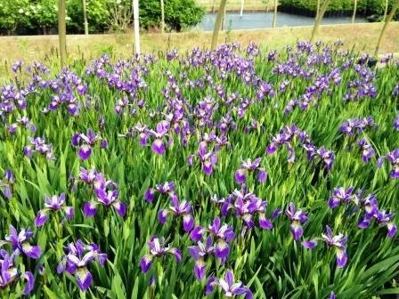 Trusted residential landscaping for homes across Eastport, NY - Long Island Natives