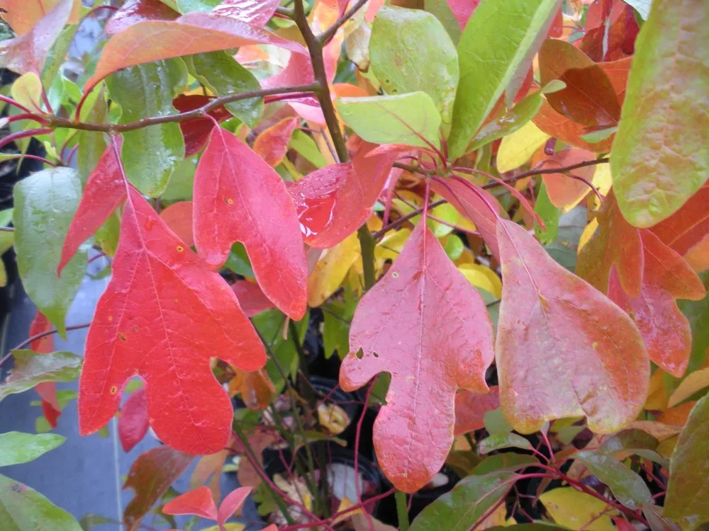 Trusted outdoor landscaping for outdoor upgrades in Eastport, NY by Long Island Natives